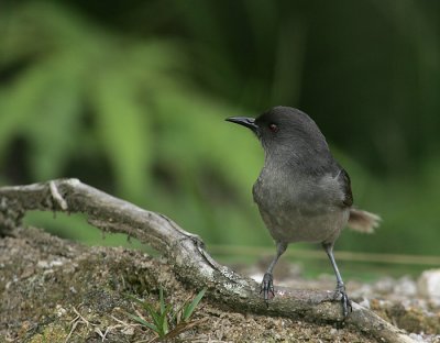 Long-tailed Sibia