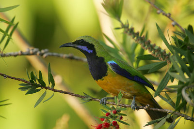 Orange-bellied Leafbird