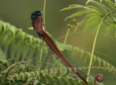 Asian Paradise Flycatcher