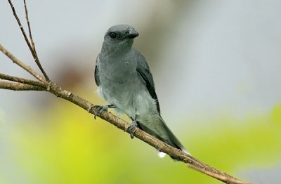 Malaysian Cuckoo Shrike