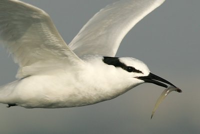 Close-up flight