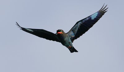 bug on beak coming your way