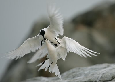 Fighting or playing?