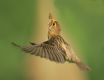 Baya Weavers and Sparrows