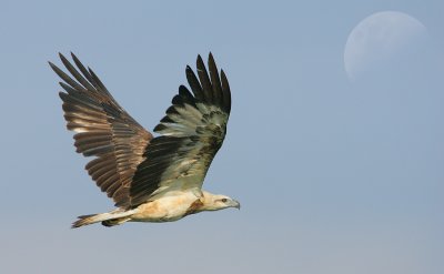 fly by the moon