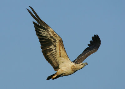 stretched wings