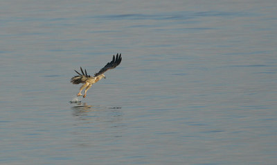 record shot of hunting