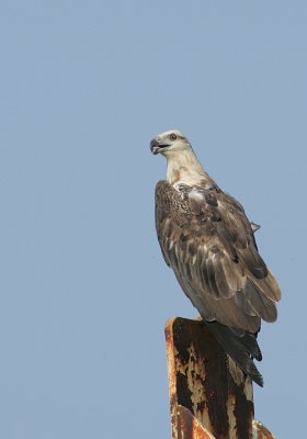 on a manmade viewing perch