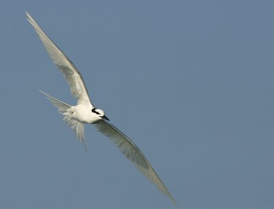 Flying the vast skies