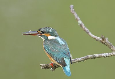 Common Kingfisher