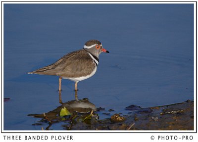 THREE BANDED PLOVER
