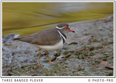 THREE BANDED PLOVER