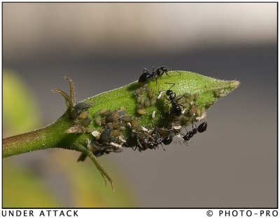 UNDER ATTACK