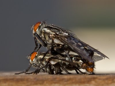 FLIES