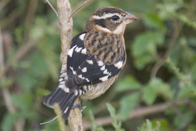 Rose-breasted Grosbeak