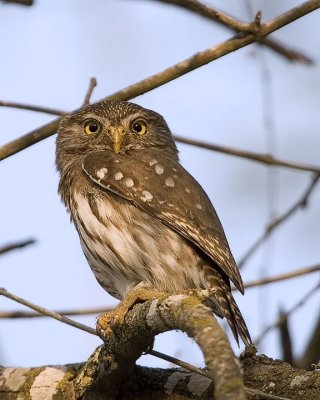 Special Feature: Ferruginous Pygmy-Owl & Brown Creeper