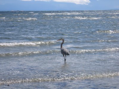 A blue heron at Miracle Beach