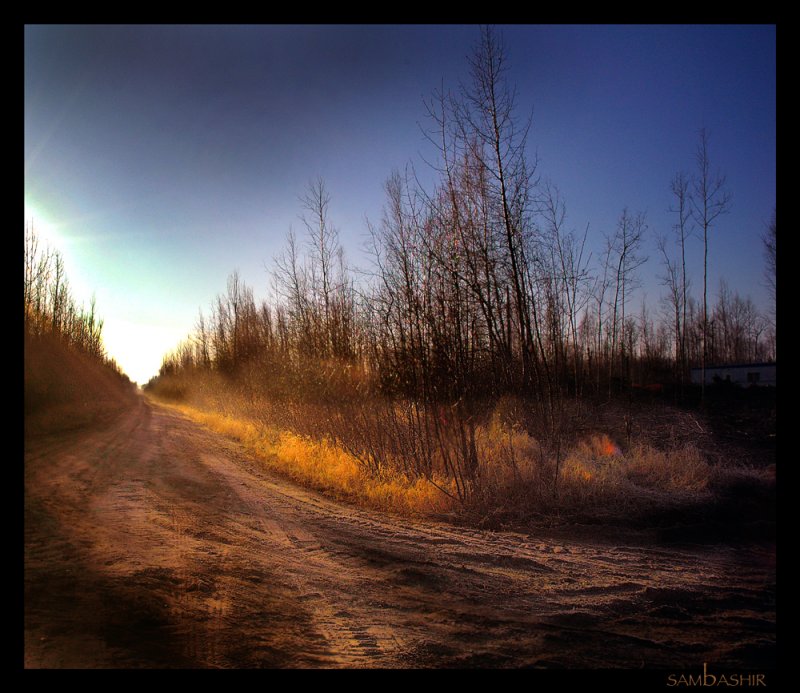 Golden Morning