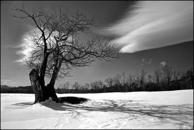 Windy Hill AppleTree