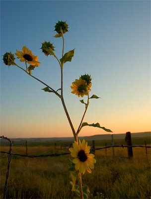 Prairie Sunrise by Catalyst