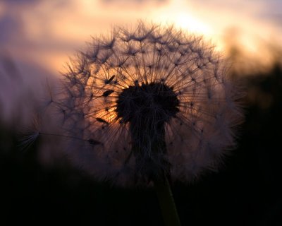 Dandelion Sunset by Konicky