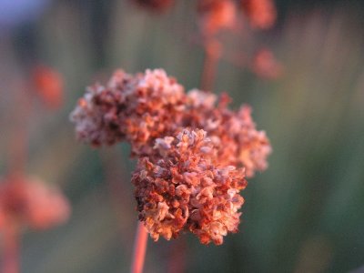Buckwheat Sunset by Dave Gaines