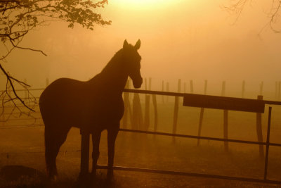A Horse Named 'L' by RichardR