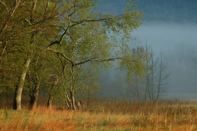 Tree Line by RichardR
