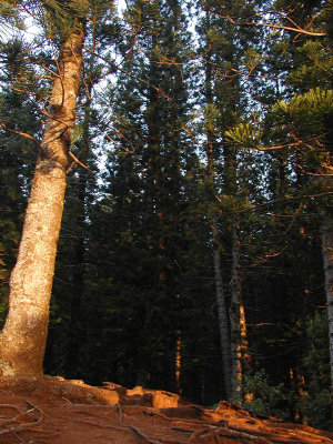 Sunlit Tree by Aja