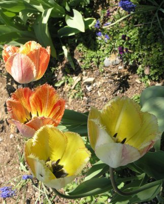 Tulips on Parade by faranya