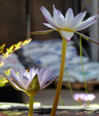 Lotus by aja