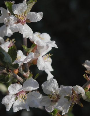 Sixth Place: Morning Light on Cherry Blossoms by faranya