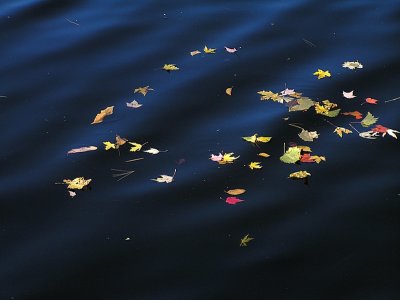 Floating Leaves  by Judyjo