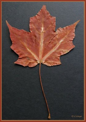 Maple Leaf From Alaska 1987 by CC
