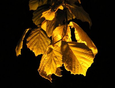 Nocturnal Leaves by Photophile