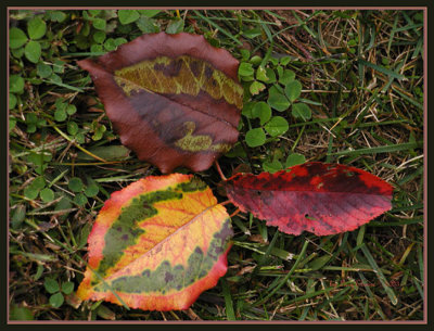  Autumn Colors by Lucy