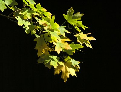 Falling leaves by John Chandler