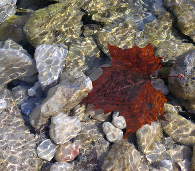 Leaf in the creek by John Chandler