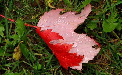 Autumn Leaf 1 by Pat Liu