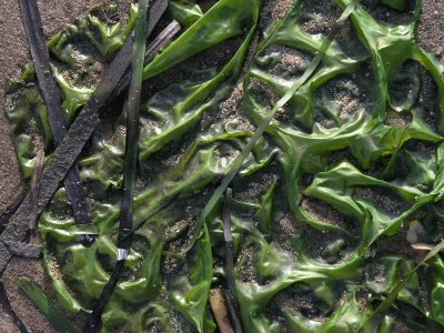 Wet Sandy Leaf by dave gaines