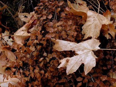  Fall Ferns & Leaves by oldhiker