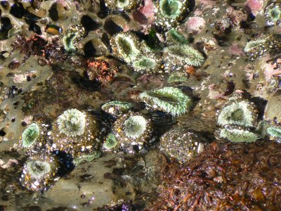 Tidepool at Oregon Coast 2006