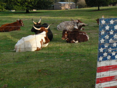 Longhorn Cattles, Lyons, Oregon 2006,