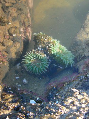 Tidepool, Oregon Coast, Oregon 2006