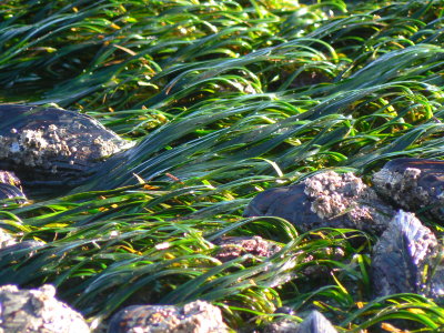 Seaweed in Oregon 2006