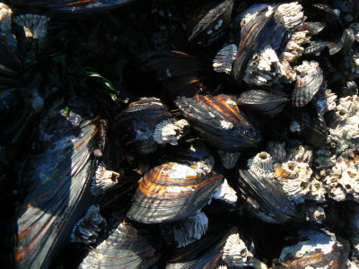 Mussel clams,  Oregon Coast 2006