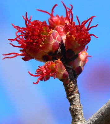 Blooming Maple