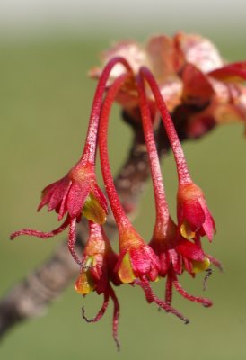 Maple flowers