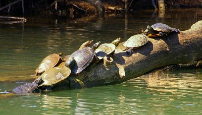 Turtles stuck in trafic....