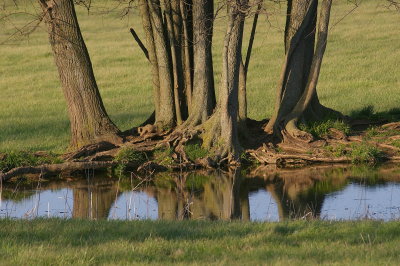 On Midway Rd. Woodford County KY